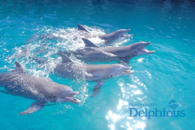 DELPHINUS 